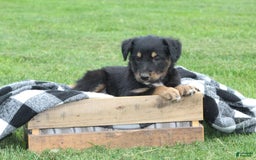 English Shepherd dogs for sale: Mocha - Image 1