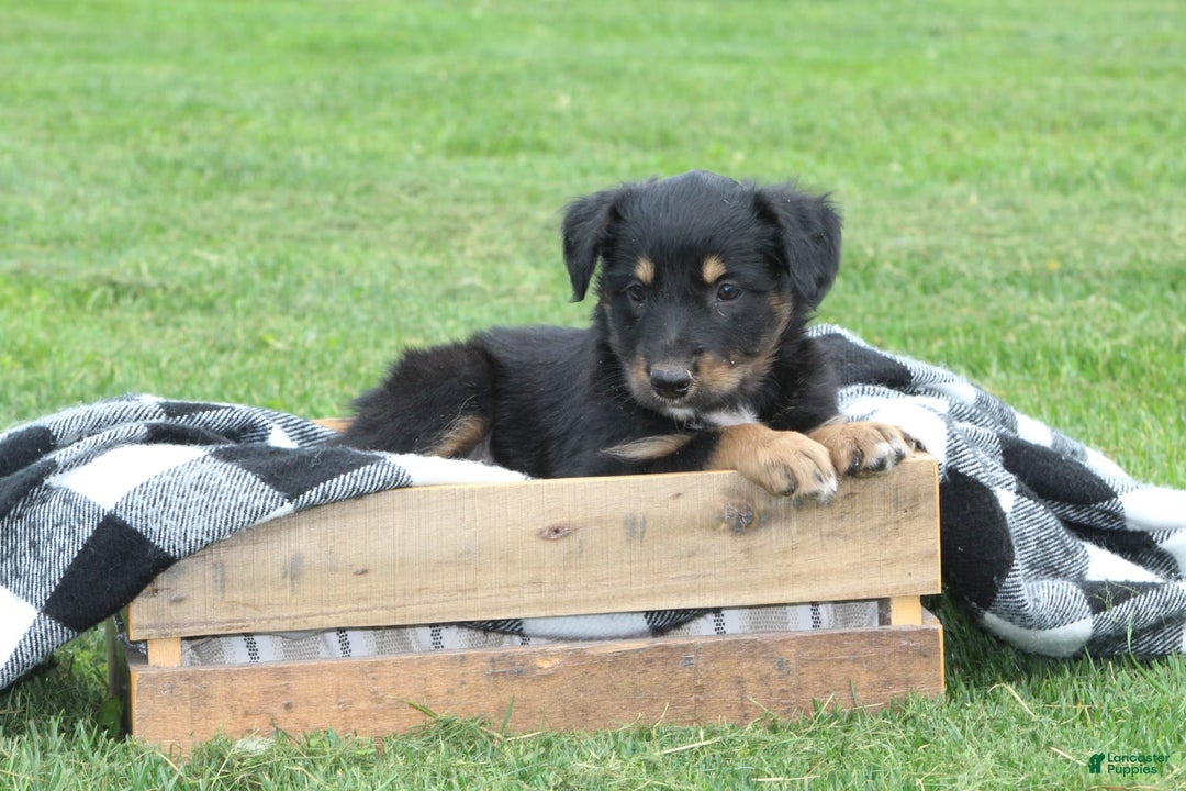 English Shepherd dogs for sale: Mocha - Image 1