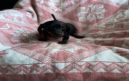Dachshund dogs for sale: Sarah - Image 2