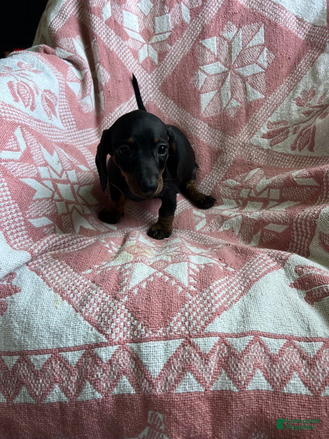 Dachshund dogs for sale: Sarah - Image 2