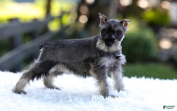 Miniature Schnauzer dogs for sale: Amber - Image 14