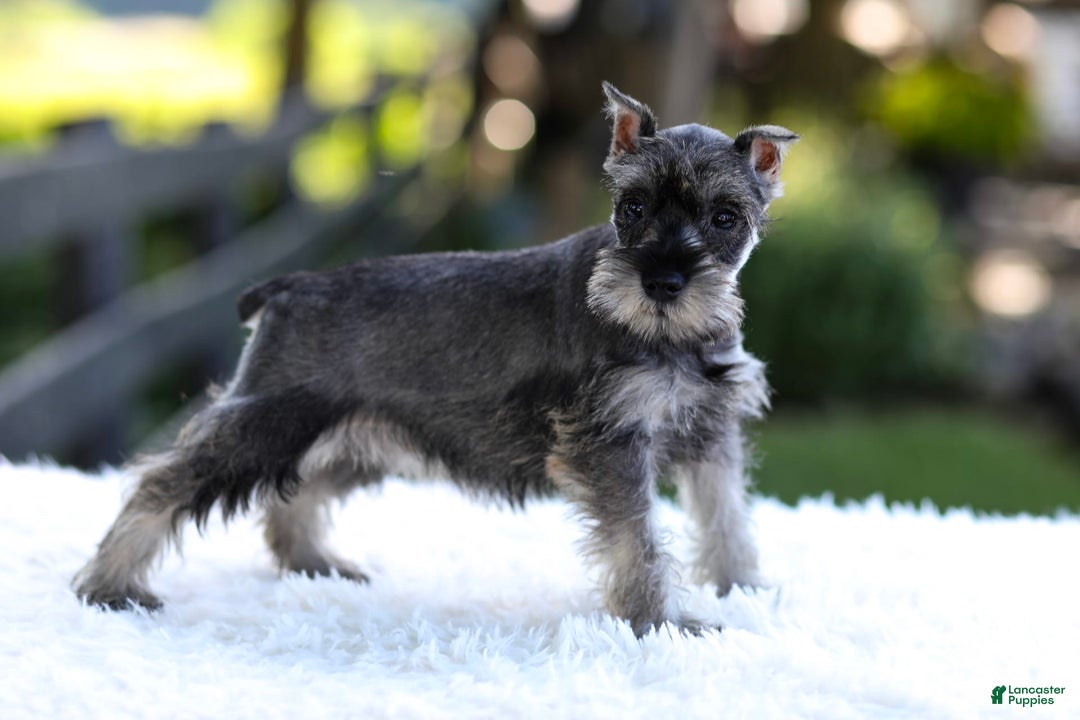 Miniature Schnauzer dogs for sale: Amber - Image 14
