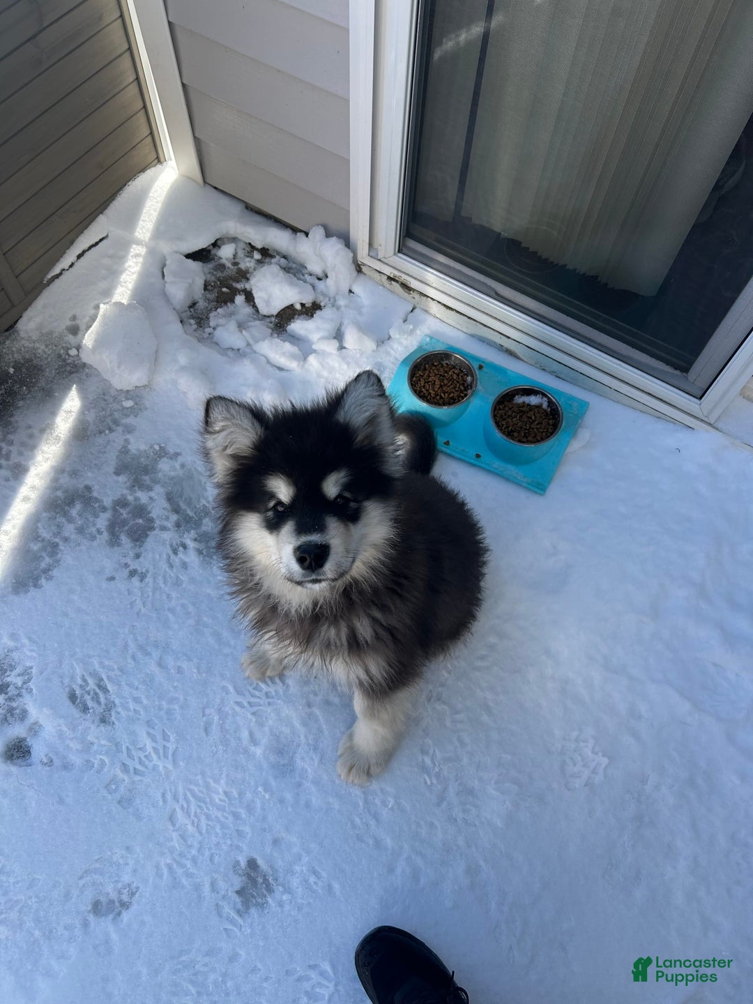 Alaskan Malamute dogs for sale: Blaze - Image 2