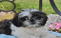 Shih Tzu dogs for sale: Spencer - Image 2
