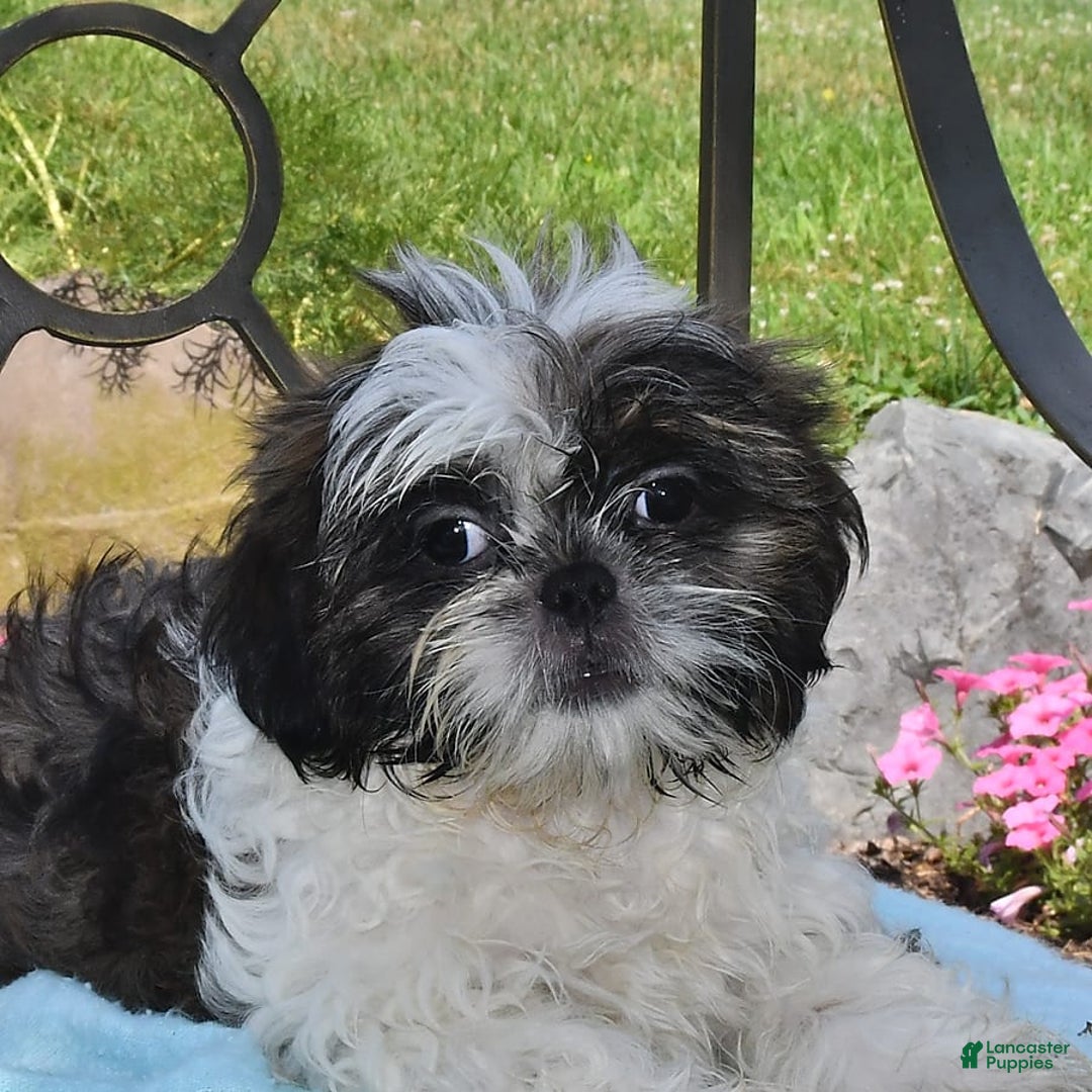 Shih Tzu dogs for sale: Spencer - Image 2