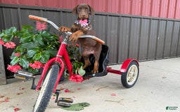 Doberman Pinscher dogs for sale: Margi - Image 1