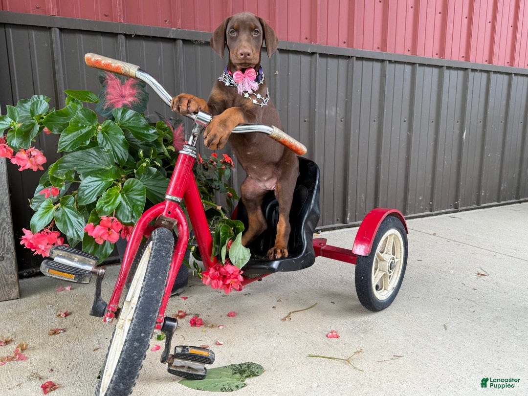 Doberman Pinscher dogs for sale: Margi - Image 1