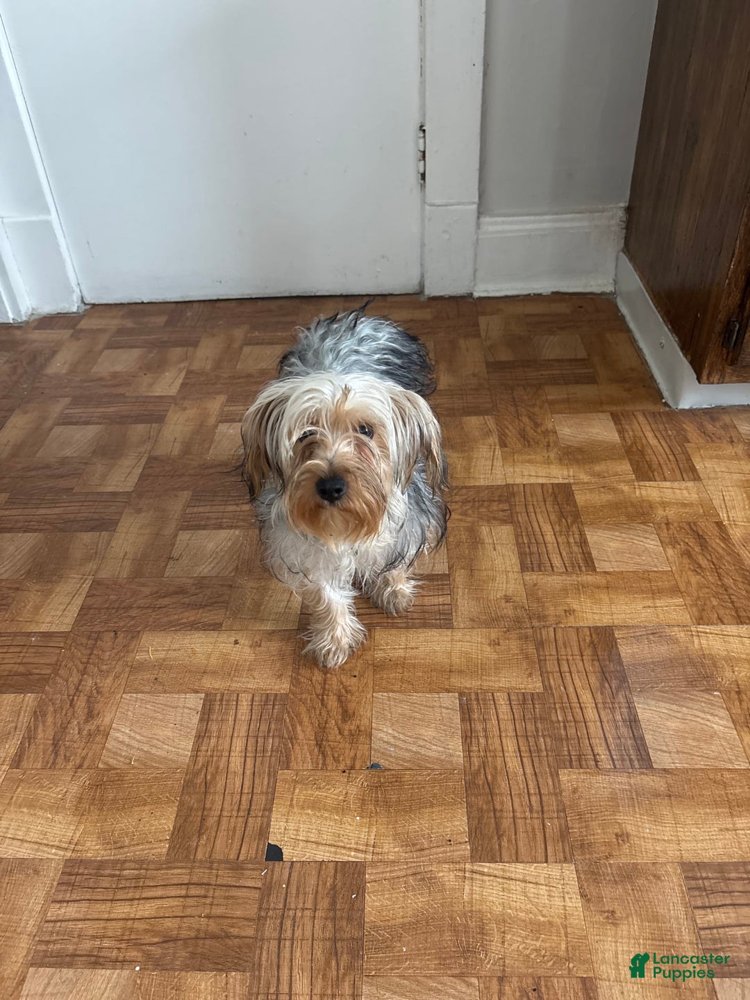 Yorkshire Terrier dogs for sale: Pierre - Image 1