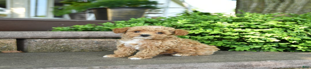 Felix