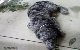 Goldendoodle dogs for sale: Zoey - Merle Color - Image 11