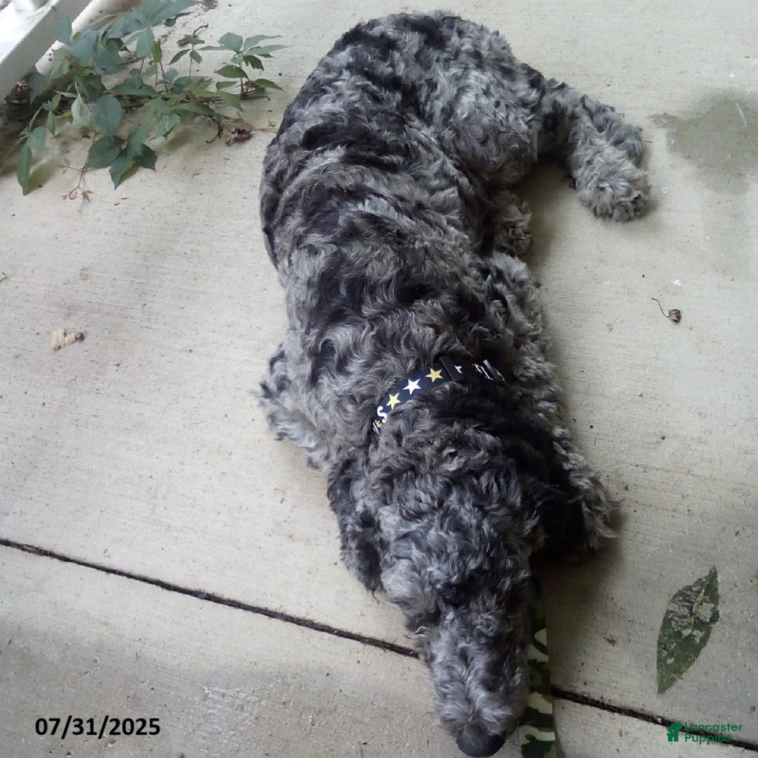 Goldendoodle dogs for sale: Zoey - Merle Color - Image 11