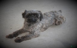 Yorkiepoo dogs for sale: Pluto - Image 16