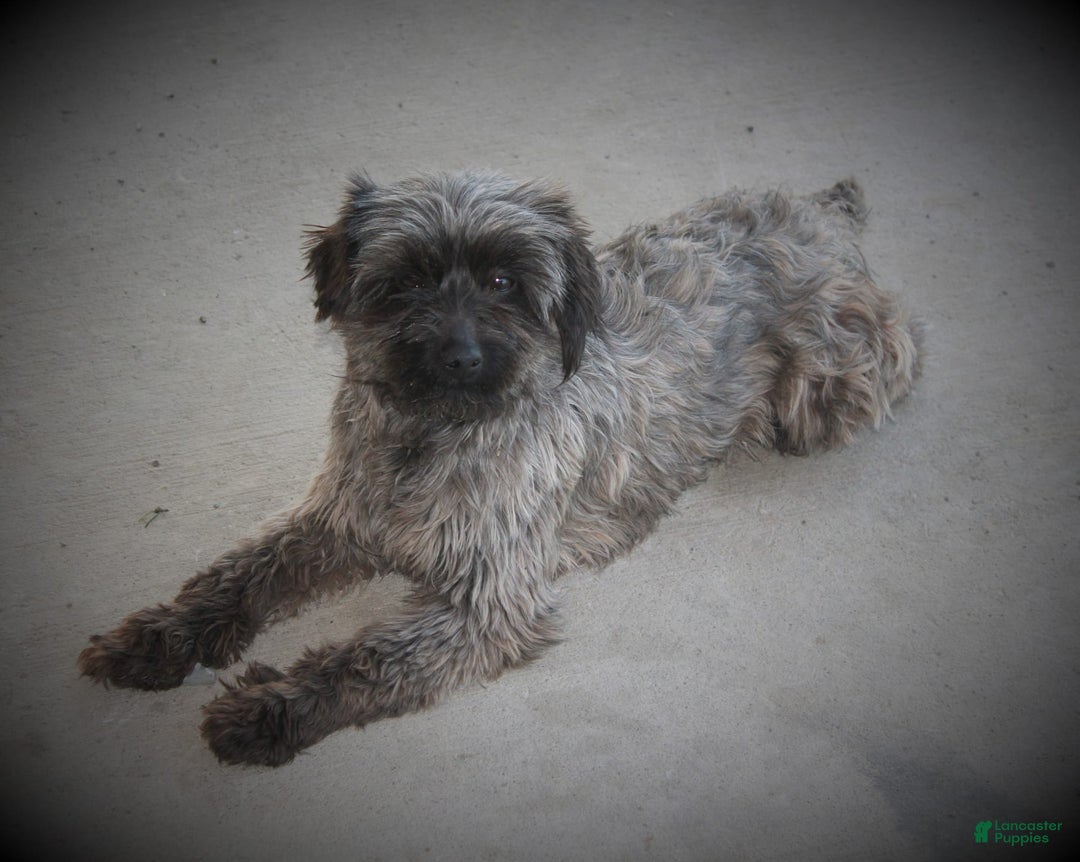 Yorkiepoo dogs for sale: Pluto - Image 16