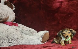 Miniature Dachshund dogs for sale: Wylie - Image 10