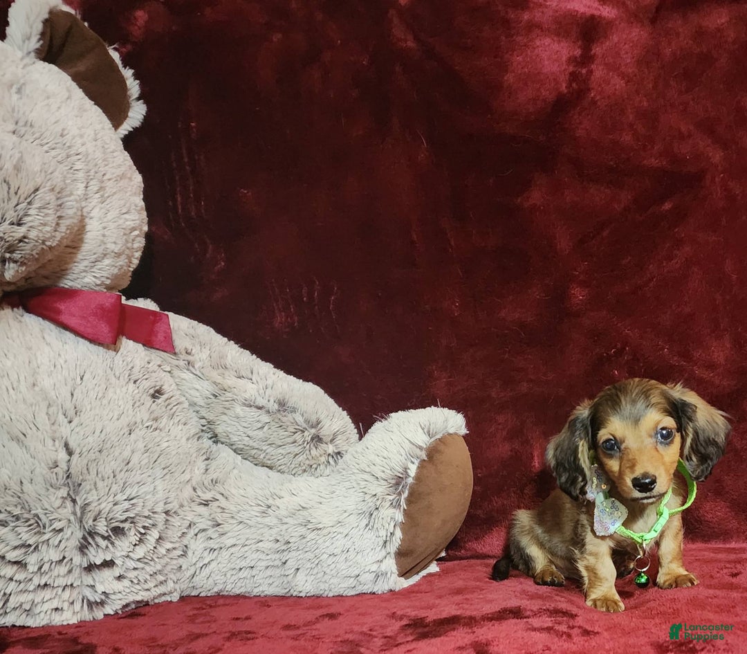 Miniature Dachshund dogs for sale: Wylie - Image 10