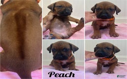 Rhodesian Ridgeback dogs for sale: Peach - Image 7