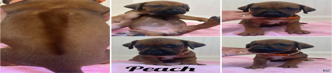 Peach