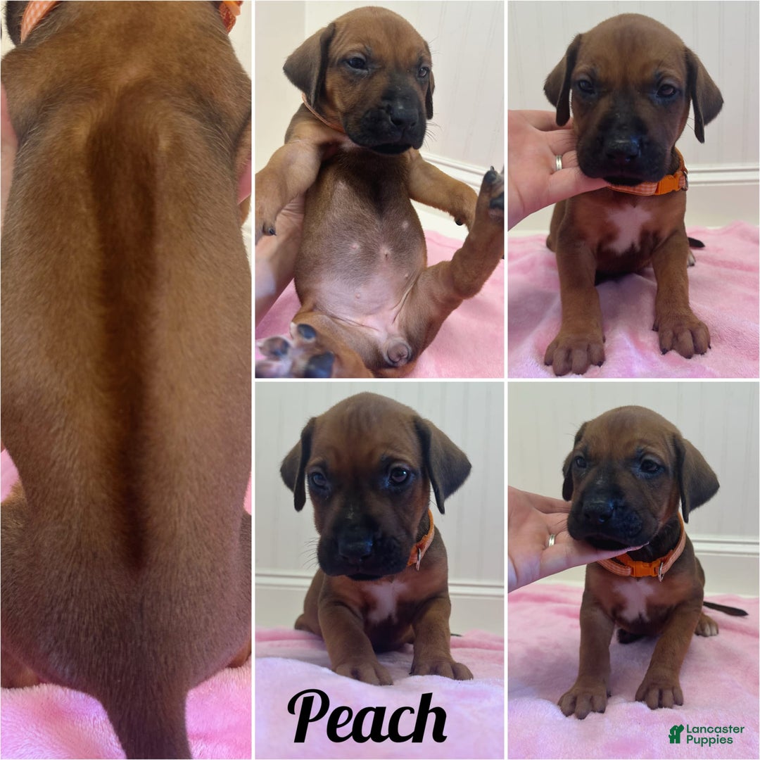 Rhodesian Ridgeback dogs for sale: Peach - Image 7