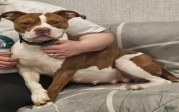 American Bully dogs for sale: Loki - Image 7