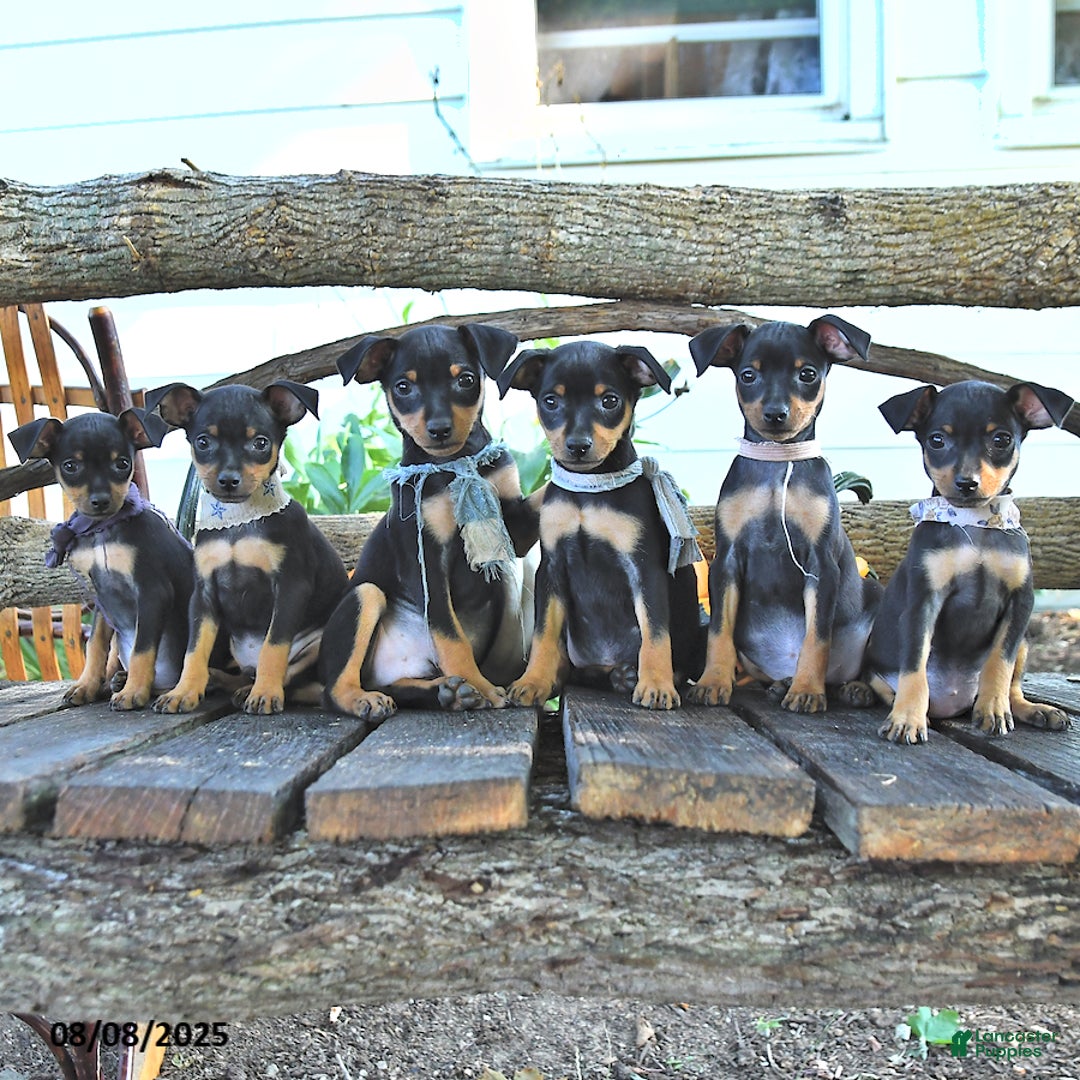 Miniature Pinscher dogs for sale: Frona - Image 2