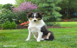 Shetland Sheepdog dogs for sale: Lucky - Image 2
