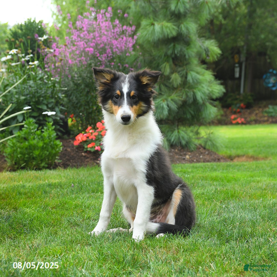 Shetland Sheepdog dogs for sale: Lucky - Image 2