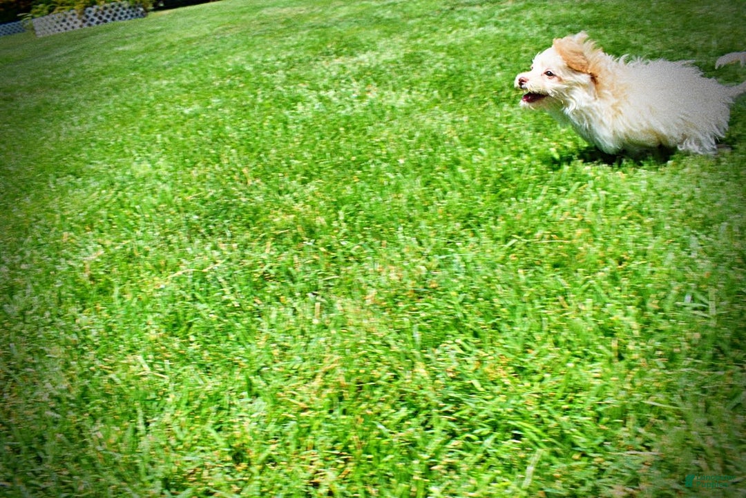 Havapoo dogs for sale: Vanilla - Image 15