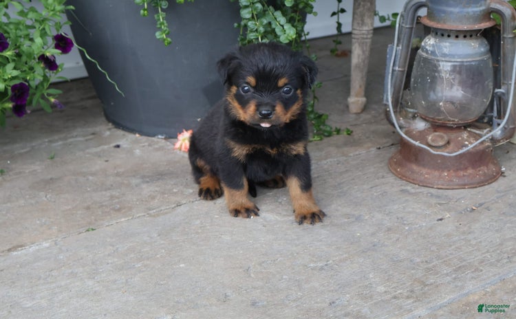 Rottweiler dogs for sale - Ad 2