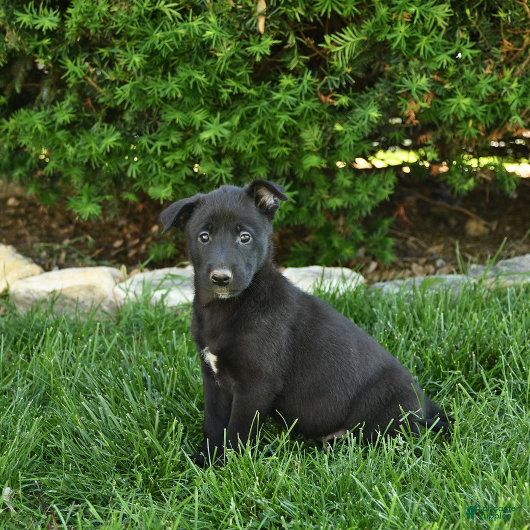 Belgian Malinois dogs for sale: Lily - Image 2