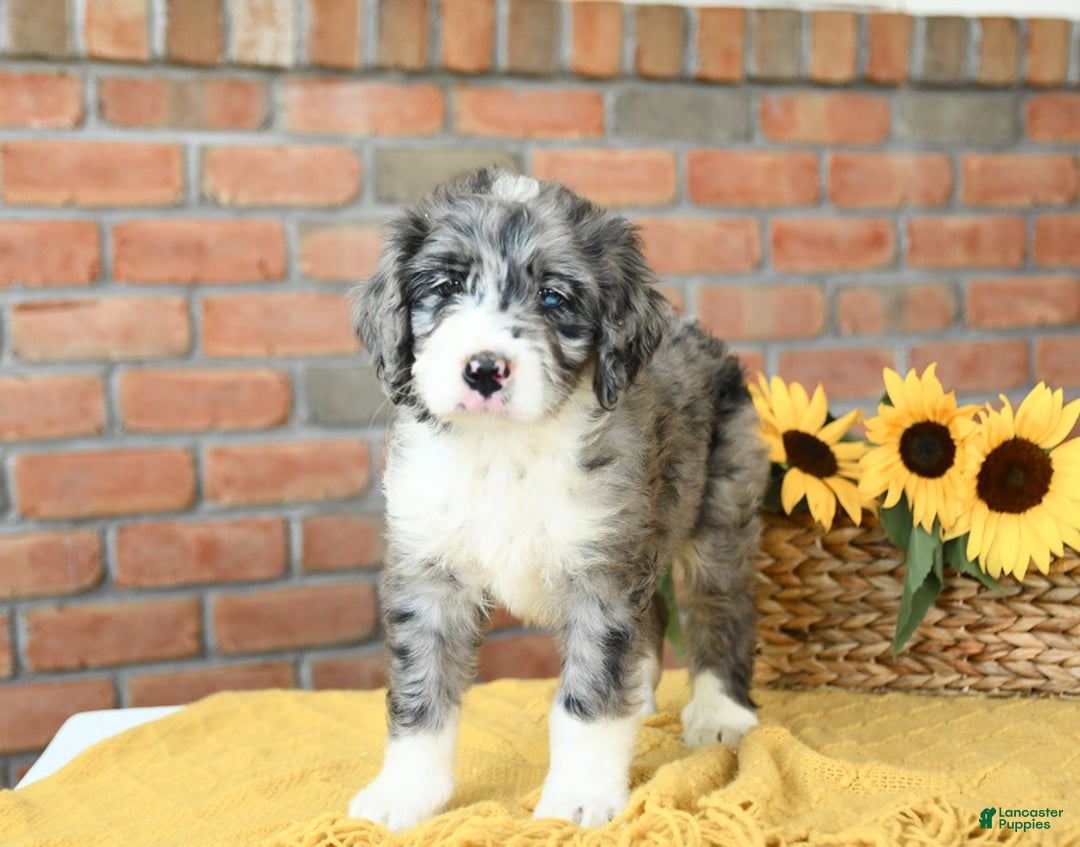 Bernedoodle dogs for sale: Sequoia - Image 3