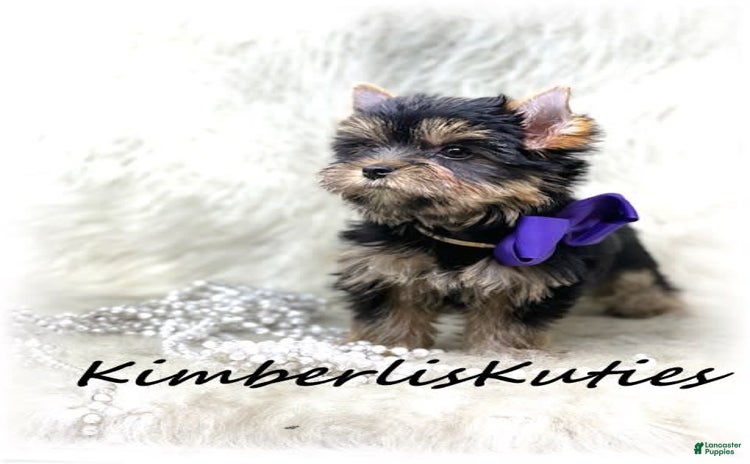 Yorkshire Terrier dogs for sale - Ad 4
