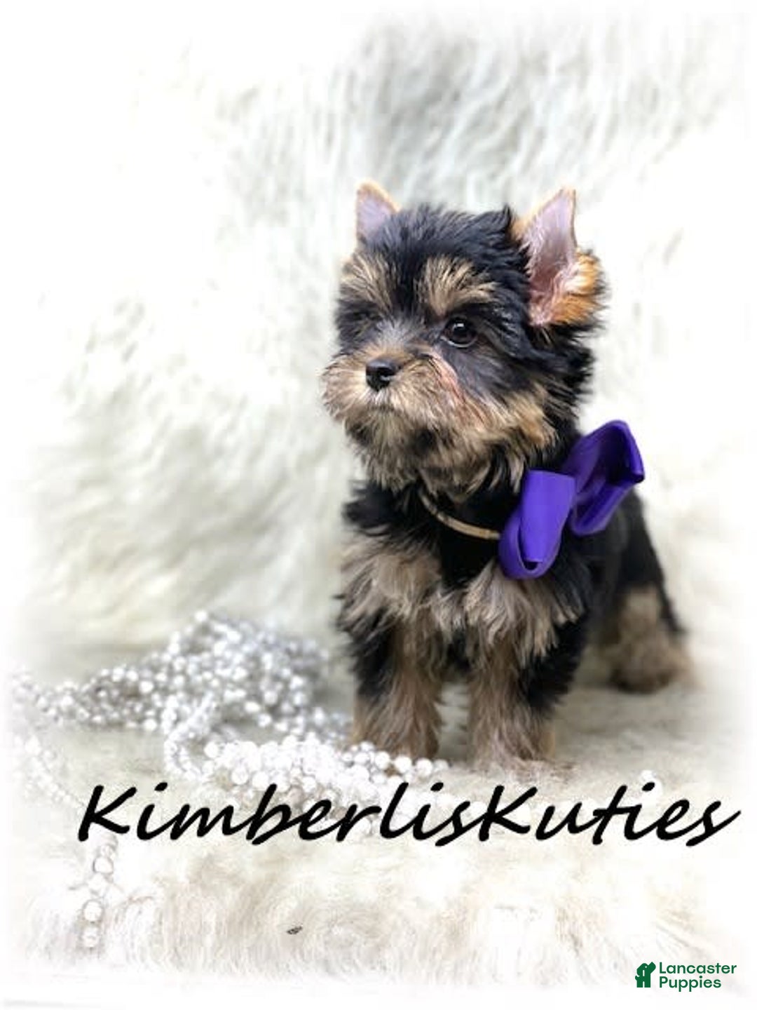 Yorkshire Terrier dogs for sale: Poppy - Image 1