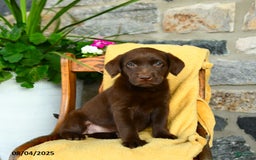 Labrador Retriever dogs for sale: Espresso - Image 4