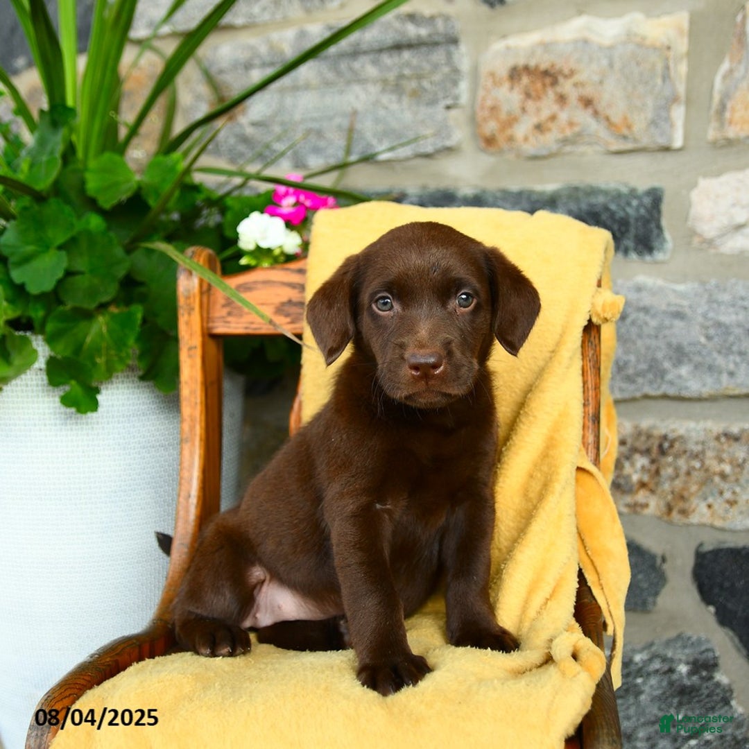 Labrador Retriever dogs for sale: Espresso - Image 4