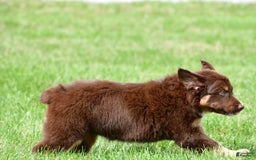 Australian Shepherd dogs for sale: CoCo - Image 12
