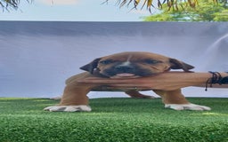 South African Boerboels dogs for sale: Shannon - Image 7