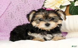 Yochon dogs for sale: Twila - Image 7