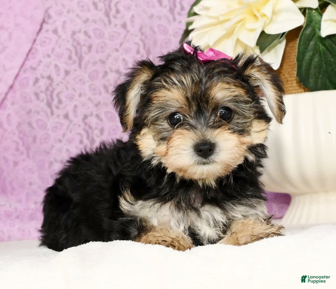 Yochon dogs for sale: Twila - Image 7
