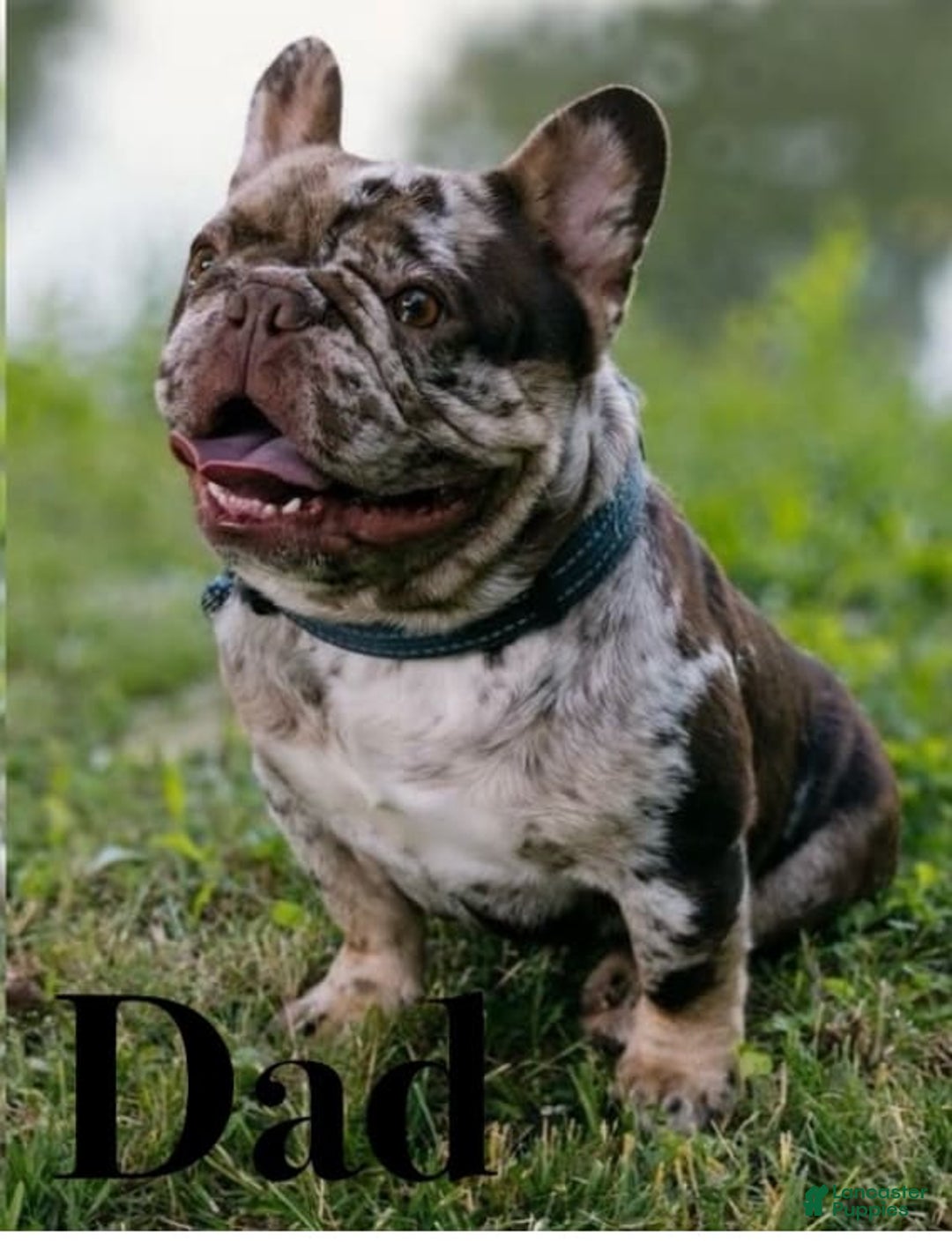 French Bulldog dogs for sale: Trix - Image 3