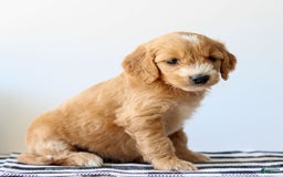 Goldendoodle dogs for sale: Ruby - Image 1