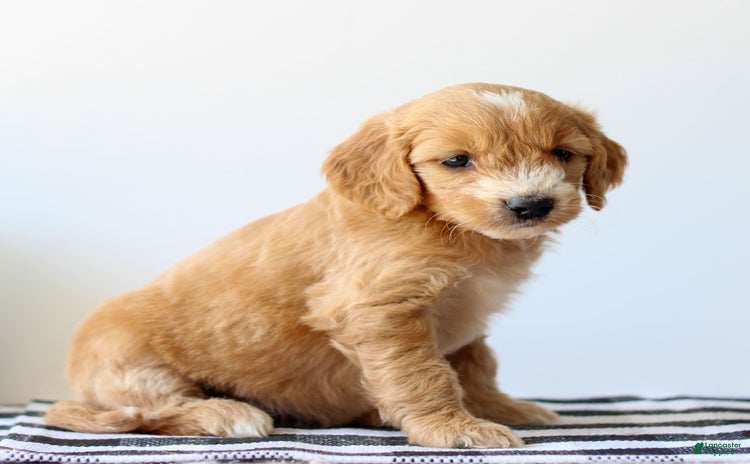 Goldendoodle dogs for sale - Ad 2