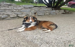 Shetland Sheepdog dogs for sale: Sawyer - Image 4