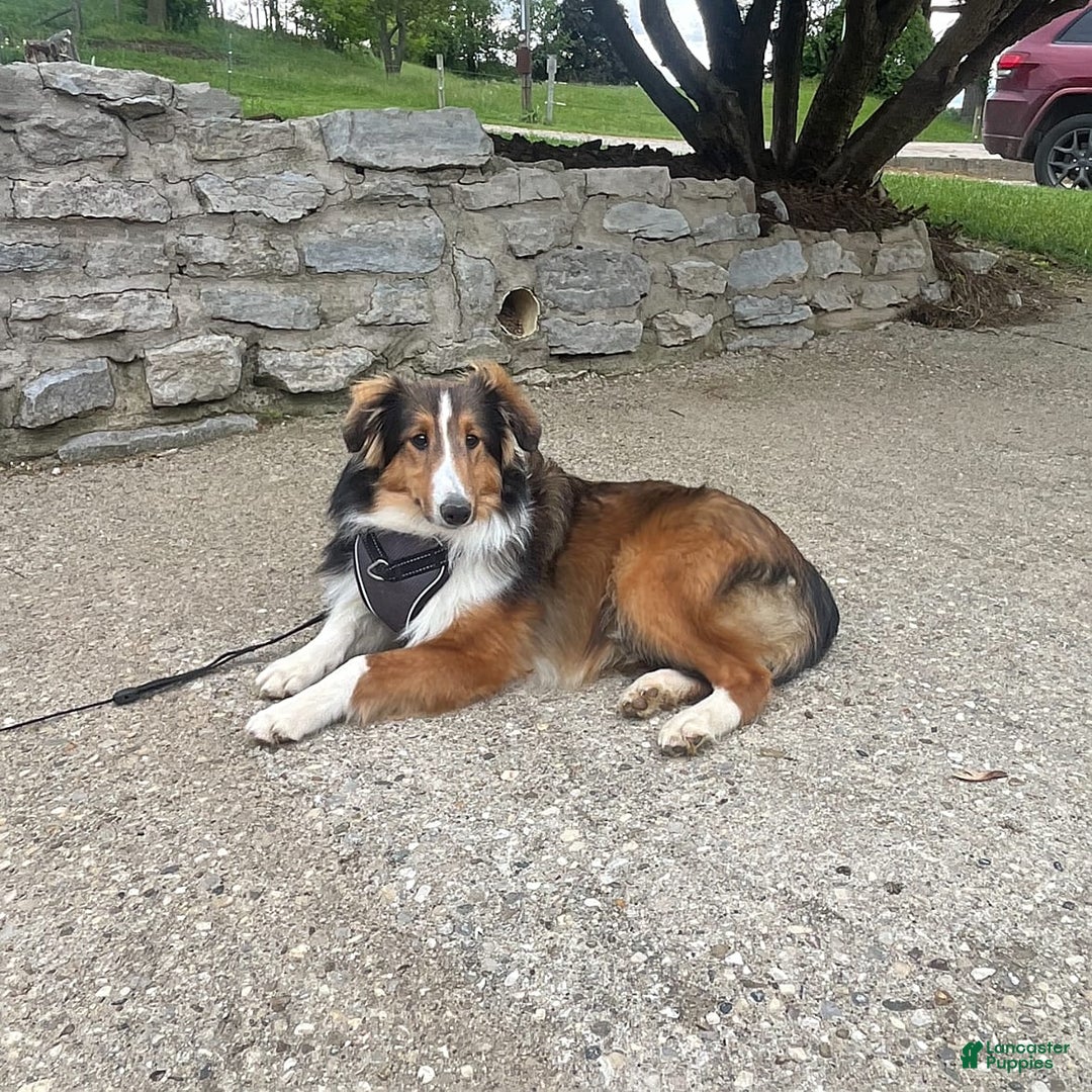 Shetland Sheepdog dogs for sale: Sawyer - Image 4