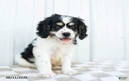 Cavapoo dogs for sale: Montana - Image 5