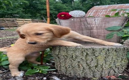 Golden Retriever dogs for sale: Golden Retriever 7 puppies - Image 9