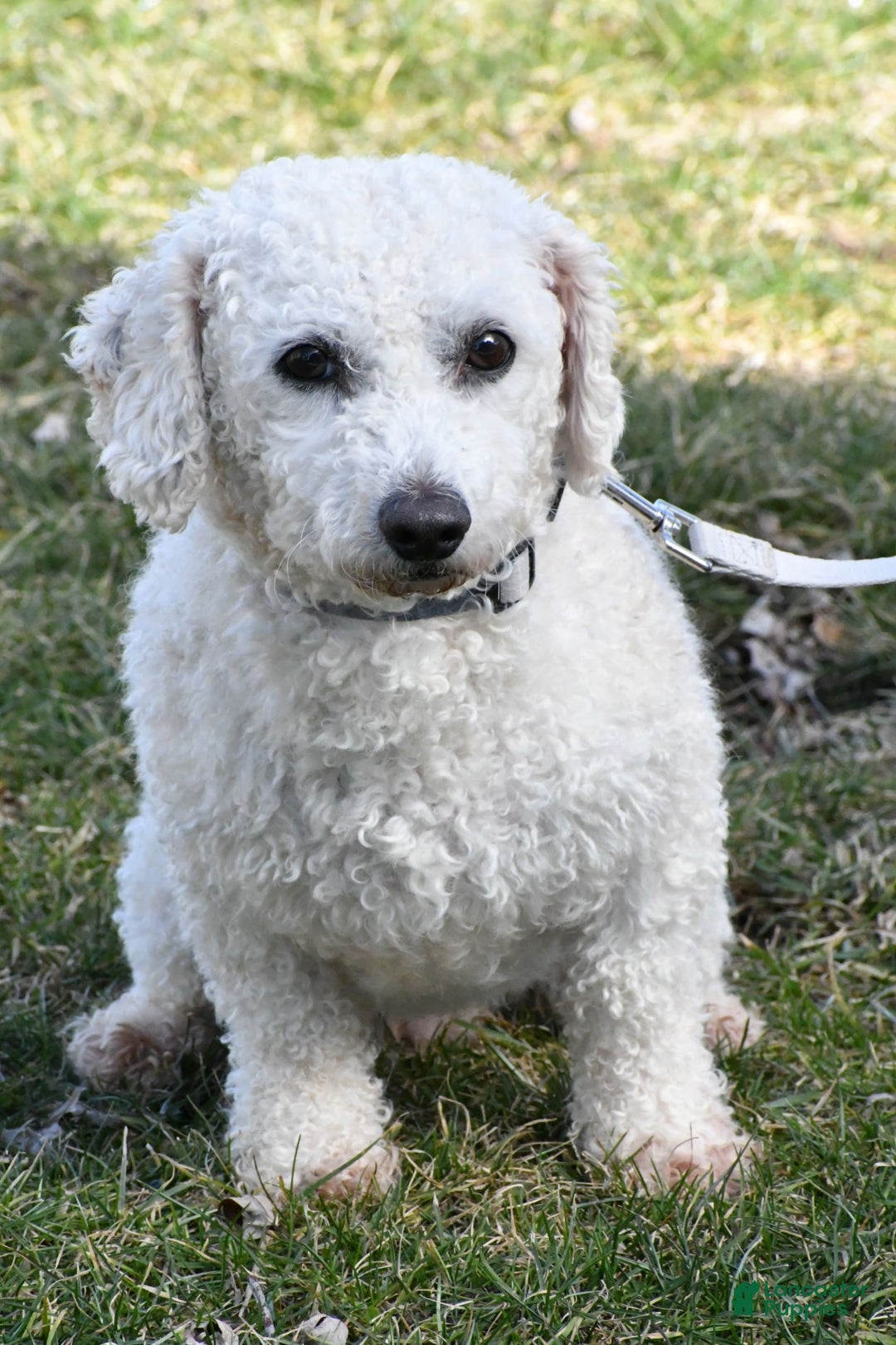 Bichpoo dogs for sale: Splash - Image 11