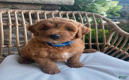 Mini Goldendoodle dogs for sale: Kai - Image 1