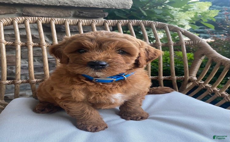 Mini Goldendoodle dogs for sale - Ad 1
