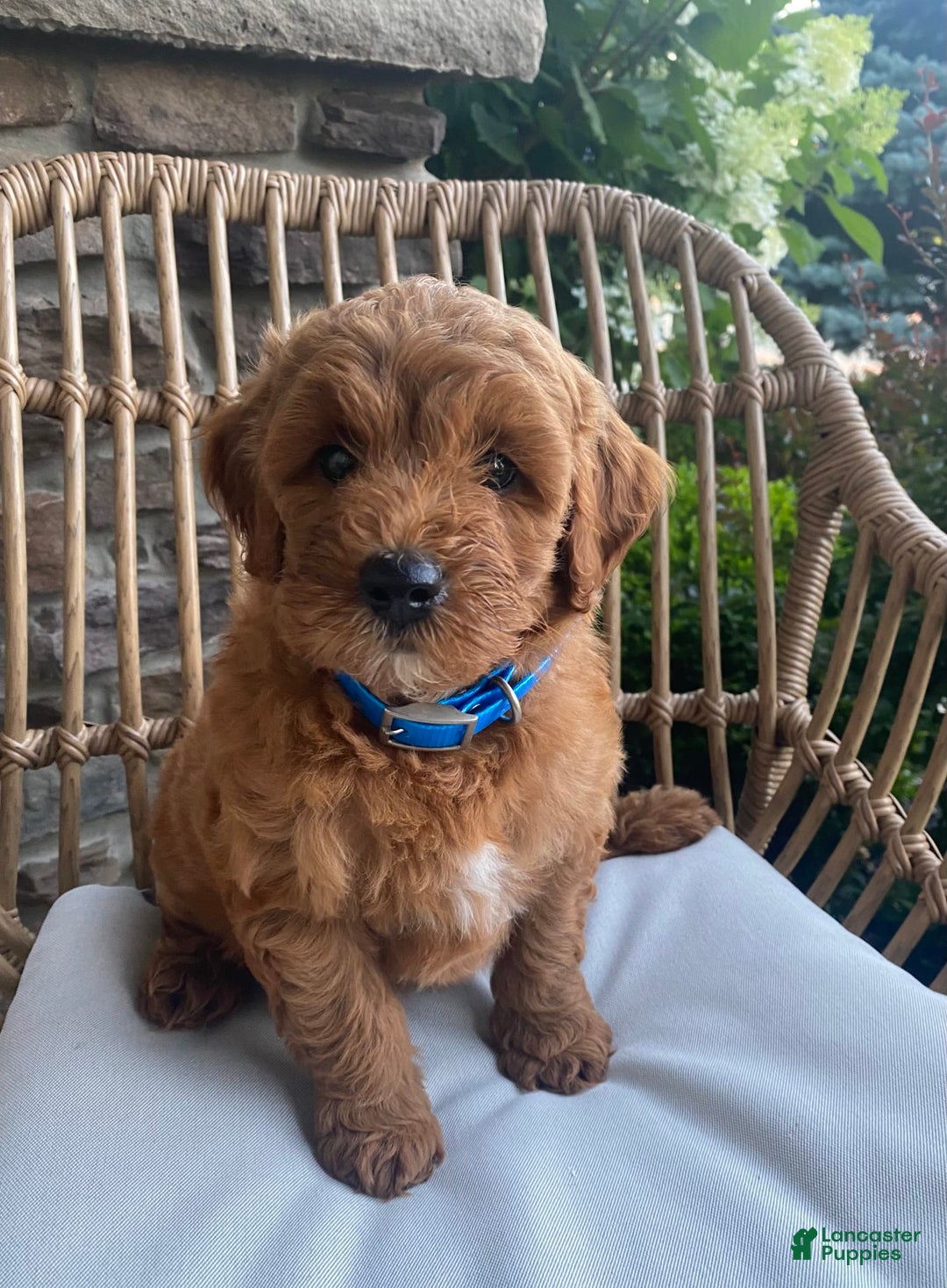 Mini Goldendoodle dogs for sale: Kai - Image 1