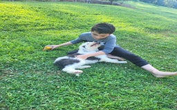 Old English Sheepdog dogs for sale: Indigo - Image 9